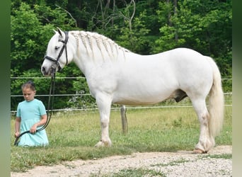 Cheval de trait, Hongre, 10 Ans, Blanc
