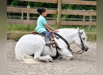 Cheval de trait, Hongre, 10 Ans, Blanc
