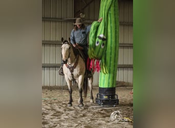 Cheval de trait Croisé, Hongre, 10 Ans, Buckskin