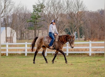 Cheval de trait Croisé, Hongre, 10 Ans, Buckskin