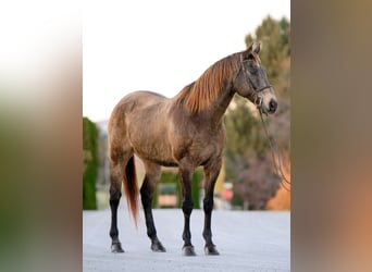 Cheval de trait Croisé, Hongre, 10 Ans, Buckskin