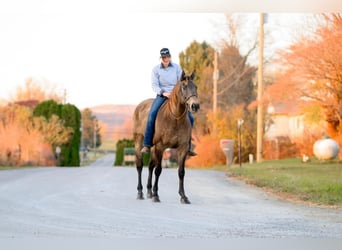 Cheval de trait Croisé, Hongre, 10 Ans, Buckskin