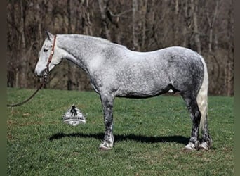 Cheval de trait Croisé, Hongre, 10 Ans, Gris