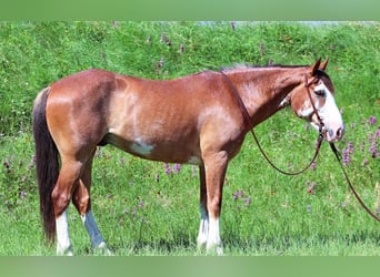 Cheval de trait, Hongre, 11 Ans, 147 cm, Roan-Bay