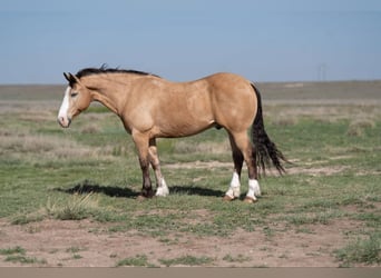 Cheval de trait Croisé, Hongre, 11 Ans, 152 cm, Buckskin