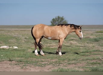 Cheval de trait Croisé, Hongre, 11 Ans, 152 cm, Buckskin