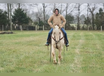 Cheval de trait, Hongre, 11 Ans, 152 cm, Palomino