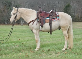 Cheval de trait, Hongre, 11 Ans, 152 cm, Palomino