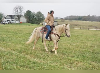 Cheval de trait, Hongre, 11 Ans, 152 cm, Palomino