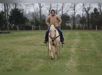 Cheval de trait, Hongre, 11 Ans, 152 cm, Palomino
