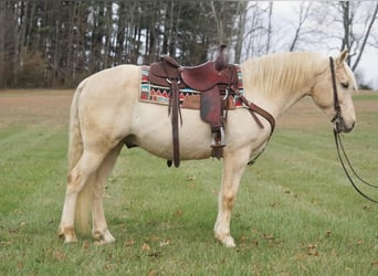 Cheval de trait, Hongre, 11 Ans, 152 cm, Palomino