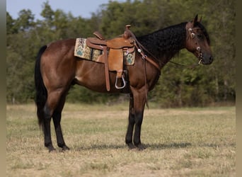 Cheval de trait, Hongre, 11 Ans, 152 cm, Roan-Bay