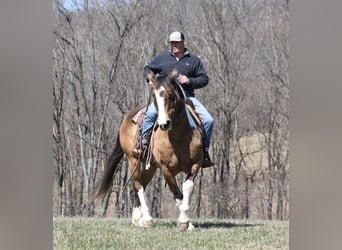 Cheval de trait, Hongre, 11 Ans, 155 cm, Buckskin