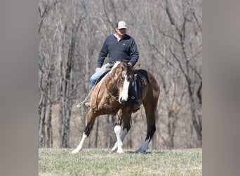 Cheval de trait, Hongre, 11 Ans, 155 cm, Buckskin