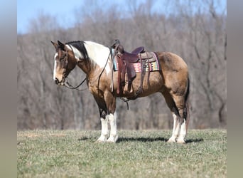 Cheval de trait, Hongre, 11 Ans, 155 cm, Buckskin