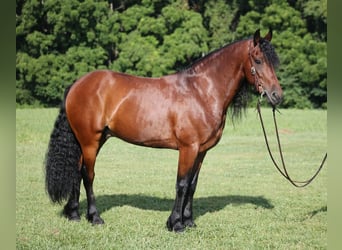 Cheval de trait, Hongre, 11 Ans, 157 cm, Bai cerise