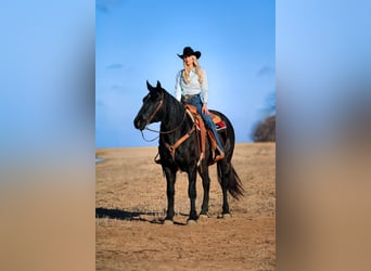Cheval de trait Croisé, Hongre, 11 Ans, 157 cm, Rouan Bleu
