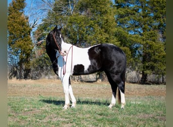 Cheval de trait, Hongre, 11 Ans, 157 cm, Tobiano-toutes couleurs