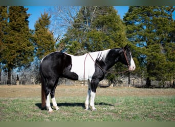 Cheval de trait, Hongre, 11 Ans, 157 cm, Tobiano-toutes couleurs