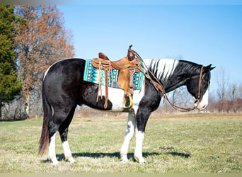 Cheval de trait, Hongre, 11 Ans, 157 cm, Tobiano-toutes couleurs