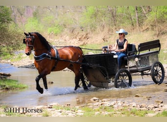 Cheval de trait, Hongre, 11 Ans, 160 cm, Bai cerise