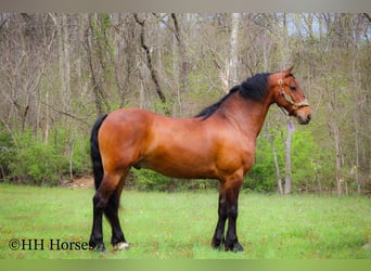 Cheval de trait, Hongre, 11 Ans, 160 cm, Bai cerise