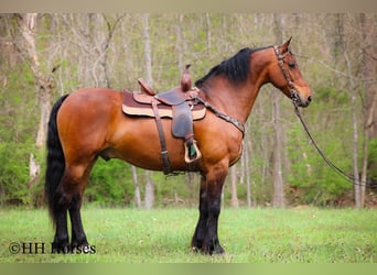 Cheval de trait, Hongre, 11 Ans, 160 cm, Bai cerise