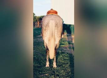 Cheval de trait, Hongre, 11 Ans, 160 cm, Gris pommelé