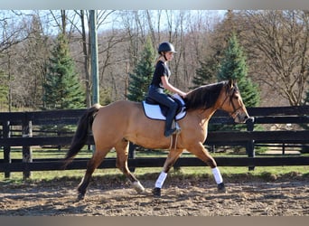 Cheval de trait, Hongre, 11 Ans, 160 cm, Isabelle