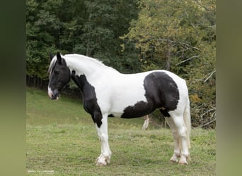 Cheval de trait, Hongre, 11 Ans, 160 cm, Tobiano-toutes couleurs