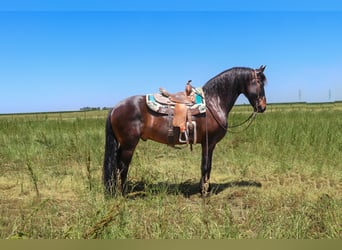 Cheval de trait, Hongre, 11 Ans, 163 cm, Bai cerise