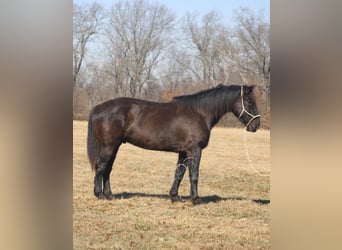 Cheval de trait, Hongre, 11 Ans, 163 cm, Noir