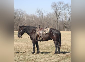 Cheval de trait, Hongre, 11 Ans, 163 cm, Noir