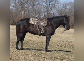 Cheval de trait, Hongre, 11 Ans, 163 cm, Noir