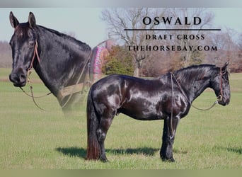 Cheval de trait Croisé, Hongre, 11 Ans, 163 cm, Noir