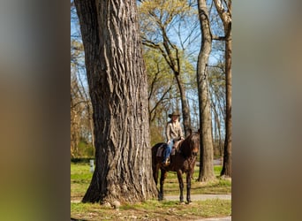 Cheval de trait Croisé, Hongre, 11 Ans, 178 cm, Roan-Bay