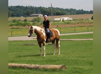 Cheval de trait, Hongre, 11 Ans, Pinto
