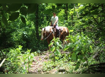 Cheval de trait, Hongre, 11 Ans, Pinto