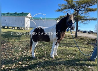 Cheval de trait, Hongre, 12 Ans, 132 cm, Tobiano-toutes couleurs