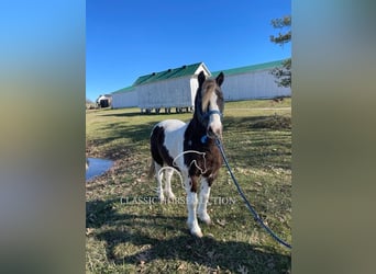 Cheval de trait, Hongre, 12 Ans, 132 cm, Tobiano-toutes couleurs