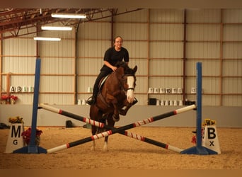 Cheval de trait Croisé, Hongre, 12 Ans, 147 cm, Bai cerise