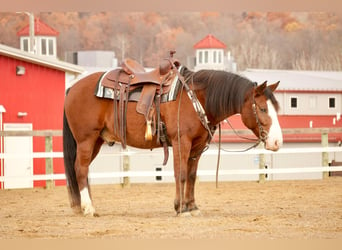 Cheval de trait Croisé, Hongre, 12 Ans, 147 cm, Bai cerise