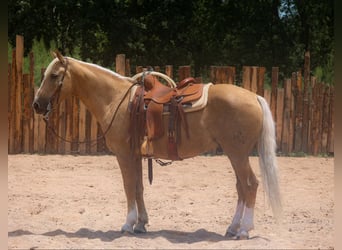 Cheval de trait, Hongre, 12 Ans, 155 cm, Palomino