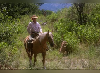 Cheval de trait, Hongre, 12 Ans, 155 cm, Palomino