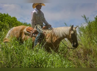 Cheval de trait, Hongre, 12 Ans, 155 cm, Palomino