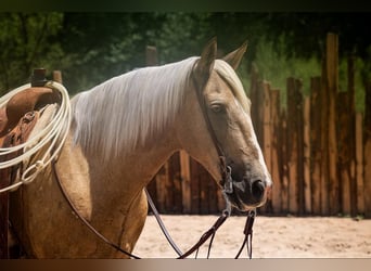 Cheval de trait, Hongre, 12 Ans, 155 cm, Palomino