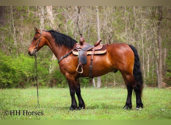 Cheval de trait, Hongre, 12 Ans, 160 cm, Bai cerise
