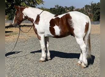 Cheval de trait, Hongre, 12 Ans, 160 cm, Tobiano-toutes couleurs