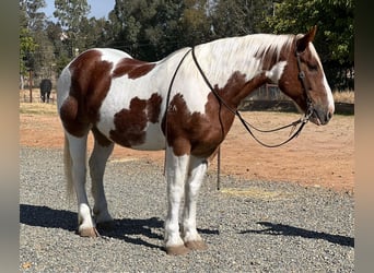 Cheval de trait, Hongre, 12 Ans, 160 cm, Tobiano-toutes couleurs