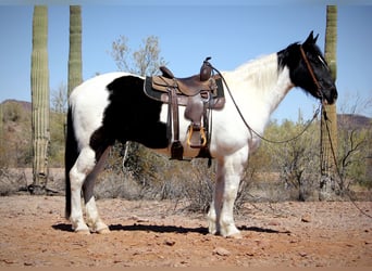 Cheval de trait Croisé, Hongre, 12 Ans, 160 cm